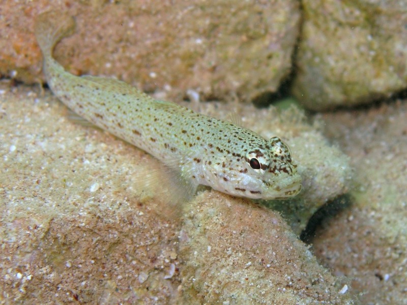 Gobius incognitus (M. Kovacic and R. anda, 2016) vs. Gobius bucchichi (Steindachner,1870)